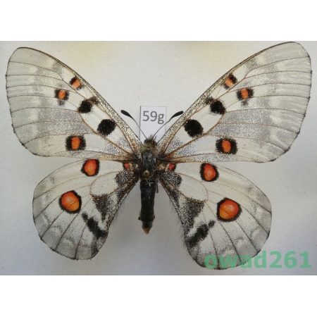 Parnassius nomion yunan female China59g